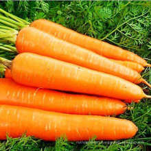 Chinese Carrot Organic Carrot Cheapest Price